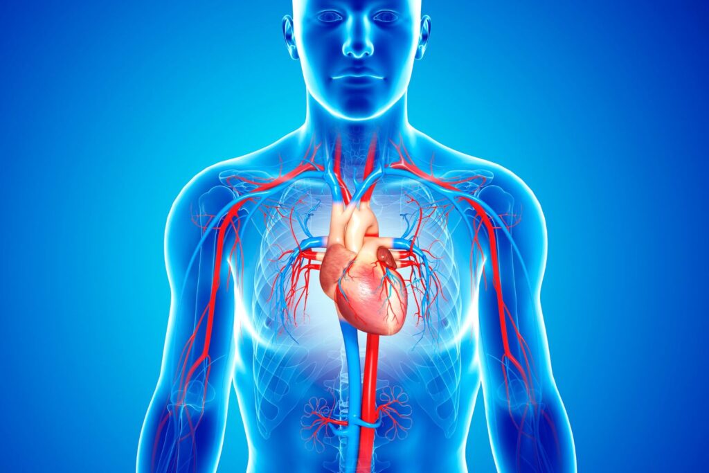Nutrition et santé cardiaque