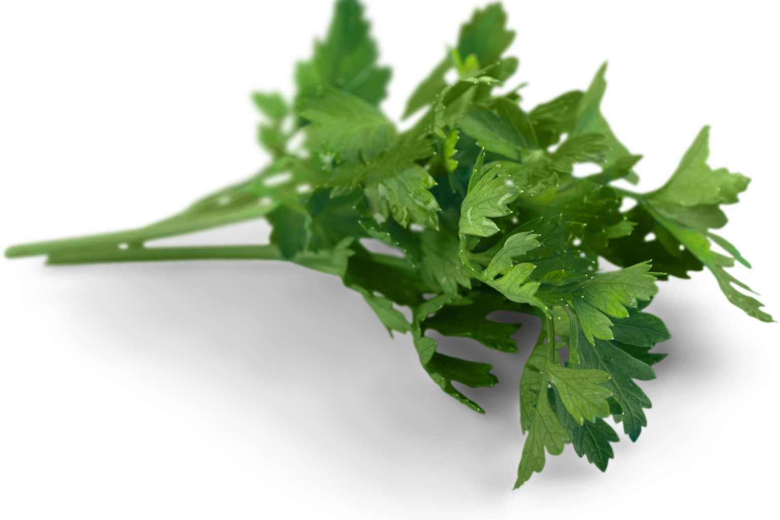 Les Plantes Médicinales au Cameroun