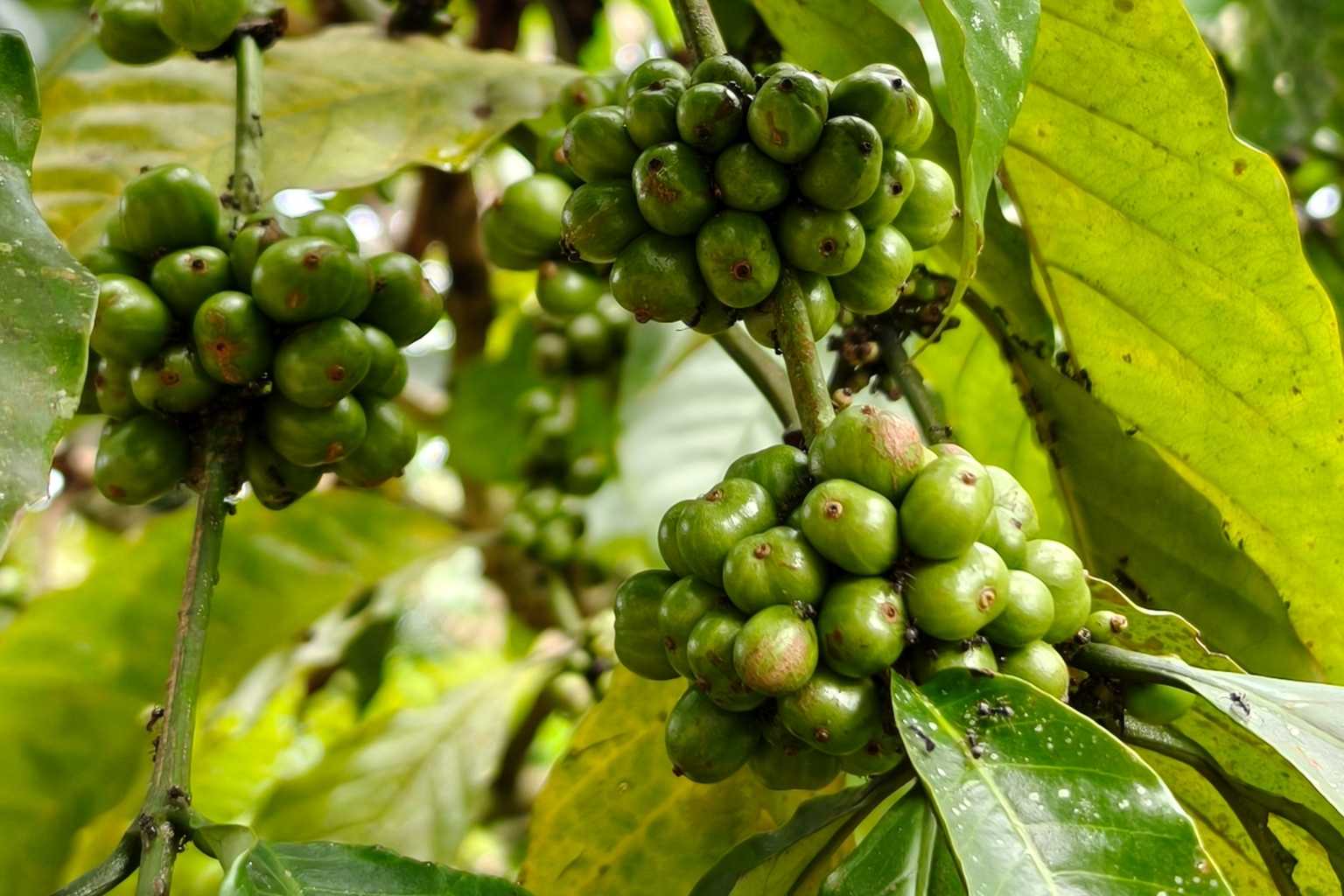 Formation experte en nutrition tropicale