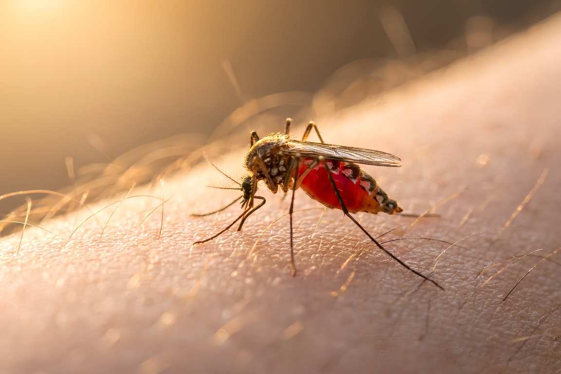 La médecine naturelle dans la lutte contre le paludisme.