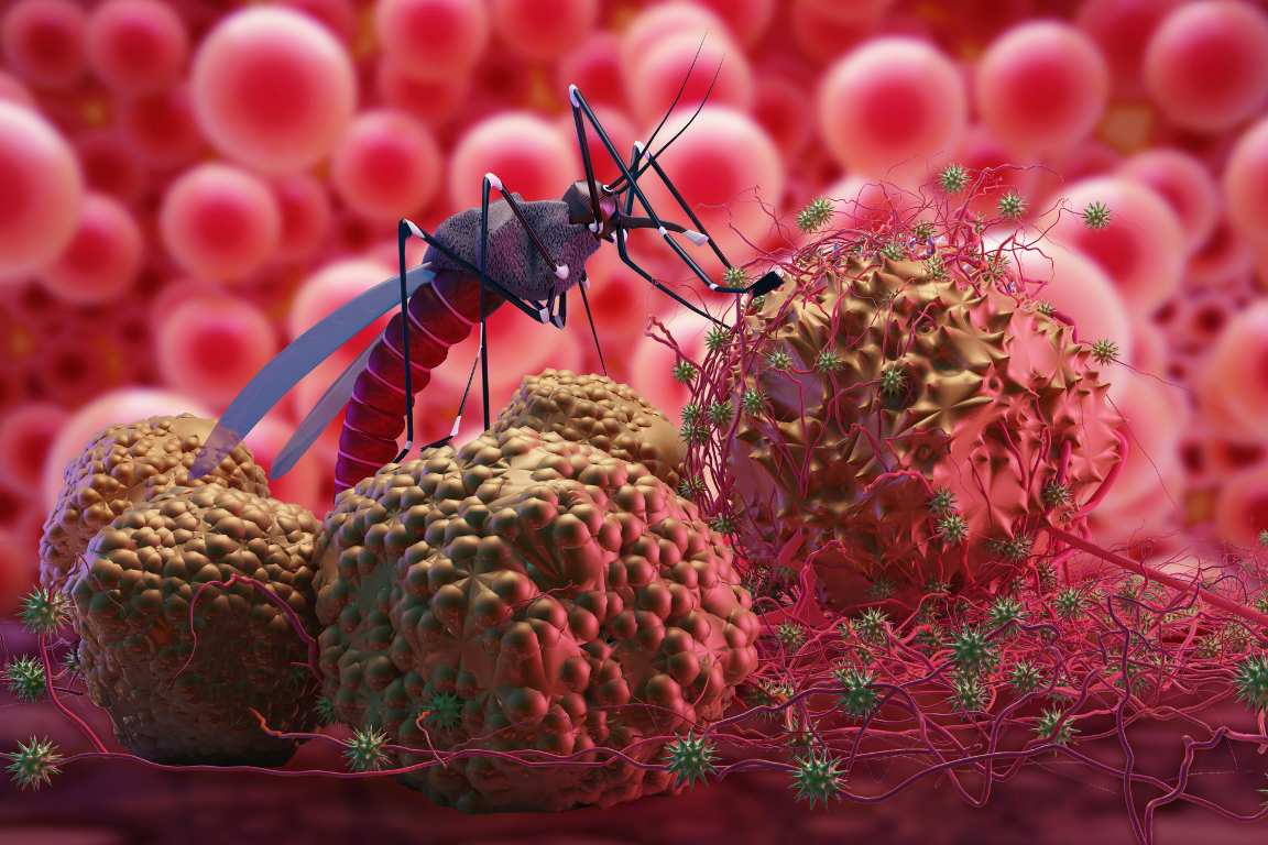 10 mensonges courants sur le paludisme.